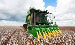 Karakalpakstan has fulfilled its cotton delivery plan